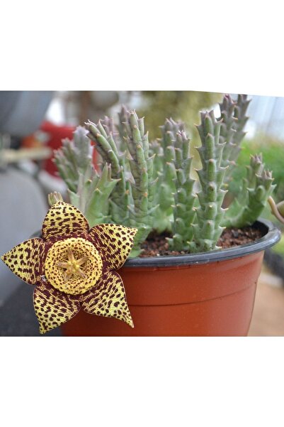 cantropikal Orbea Variegata Leş Kaktüs Kaktüs Kaktüs Sukulent