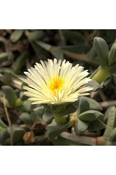 cantropikal Delosperma Lehmannii, Sarı Çiçek Açarn Kaktüs Sukulent