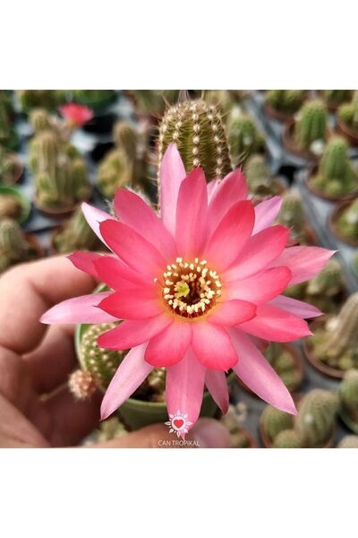 cantropikal Echinopsis Chamaecereus Hybrid Pembe Çiçek Açan Kaktüs Sukulent
