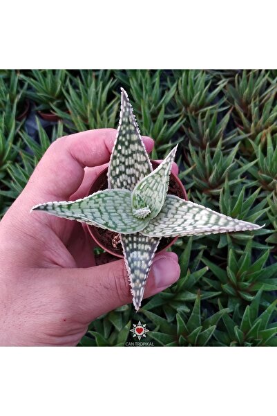 cantropikal Aloe Hybrid Rare Çok Nadir Kaktüs Sukulent