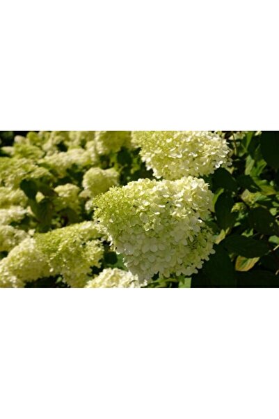 ŞKL Ağaç Ortanca Fidanı Hydrangea Paniculata "  Limelight " 2 L