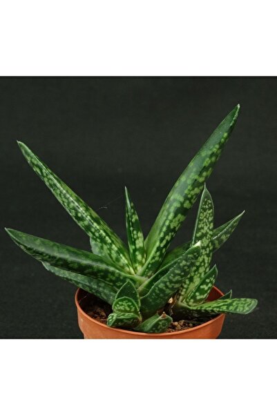 cantropikal Gasteria Bicolor Var. Liliputana - Sukulent