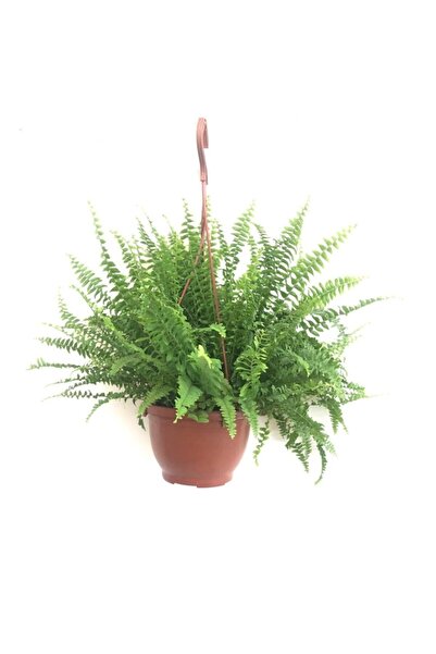 YEŞİLİMARKET Aşk Merdiveni Fujer Nephrolepis Ev, Salon, Ofis Bitkisi