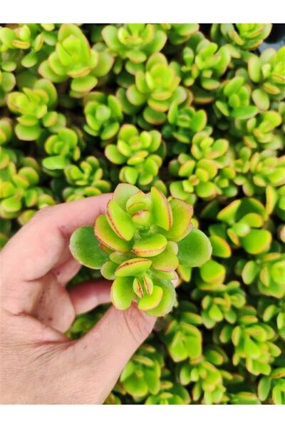 Ravza Çiçekçilik Crassula Ovata Para Çiçeği  Fidesi