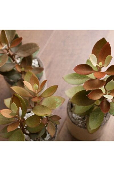 cantropikal Kalanchoe Orgyalis - Bakır Kaşık - Sukulent