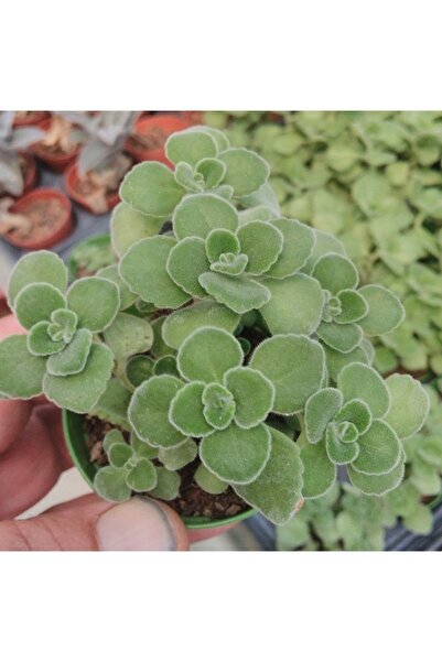 cantropikal Plectranthus Amboinicus Mis Kokulu Küba Kekiği Sukulent