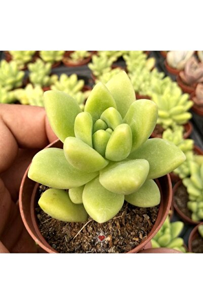 cantropikal Graptosedum Hyrbid, Sari Yeşil Kiwi Rengi Sukulent