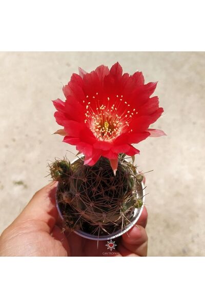 cantropikal Lobivia Kırmızı Çiçek Açan Nadir Kaktüs Sukulent