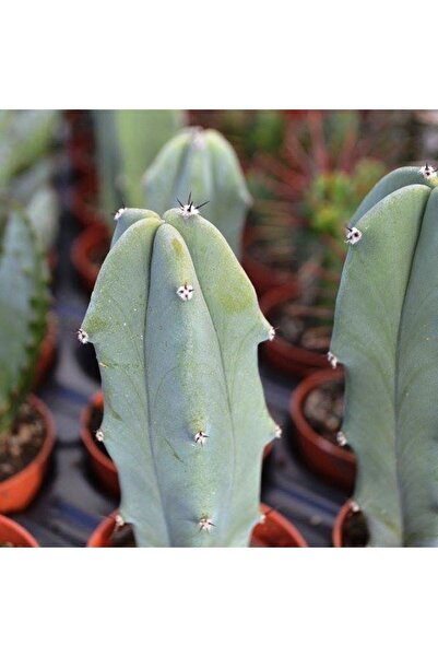 cantropikal Myrtillocactus Geometrizans Balina Gibi Sütun Kaktüs