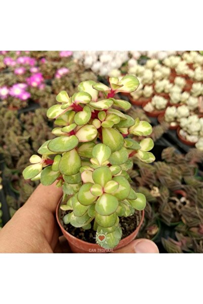 cantropikal Crassula Mediopicta Bicolor Bonsai Sanatına Uygun Renkli Sukulent