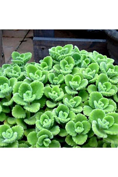 cantropikal Plectranthus Amboinicus Mis Kokulu Küba Kekiği Sukulent
