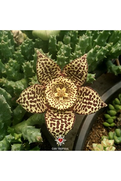 cantropikal Orbea Variegeta - Puantiyeli, Leopar Desenli Sukulent Leş Kaktüs