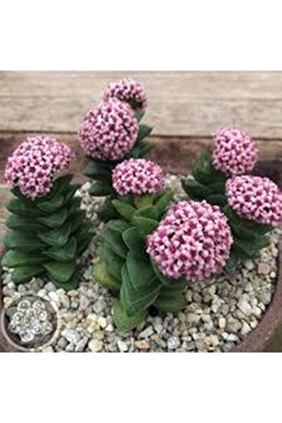 cantropikal Crassula Springtime,ikili Springtime Mükemmel Çiçek Açan Sukulent