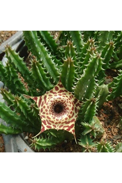 cantropikal Huernia Zebrina Hybrid Leş Kaktüs