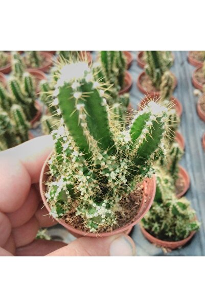 cantropikal Cereus Peruvianus - Peri Kalesi - Kaktüs
