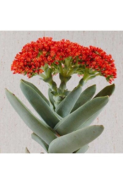 cantropikal crassula falcata mükemmel çiçek 5,5 cm çaplı saksıda sukulent