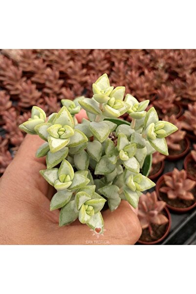 cantropikal Crassula Rupestris Rosary Vine, Sukulent