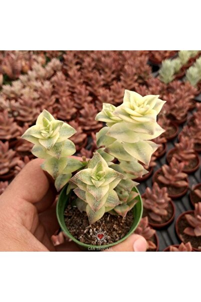 cantropikal Crassula Perforata Variegata Kiwi, Güneşte Pembeleşen Sukulent