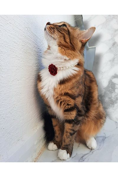Cebera MG Rose Pearl Cat Collar - Female Cat Collar - Cat Necklace