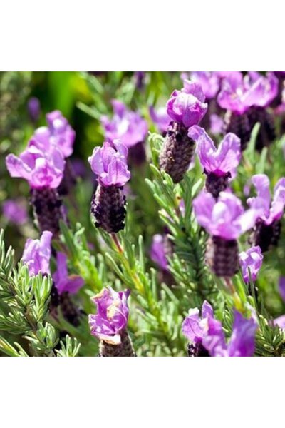 Bade Shop Doğal Karabaş Otu Tohumu - Lavandula Stoechas - Şifalı ve Aromatik ...