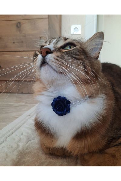 Cebera MG Blue Rose Pearl Cat Collar - Cat Collar - Cat Necklace