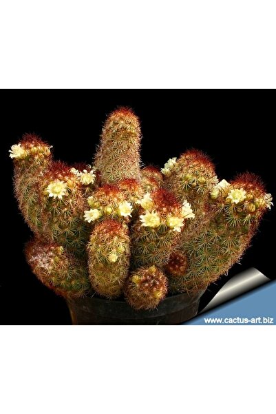 cantropikal Mammillaria Elonganta - Beyaz Çiçek Açar - Kaktüs