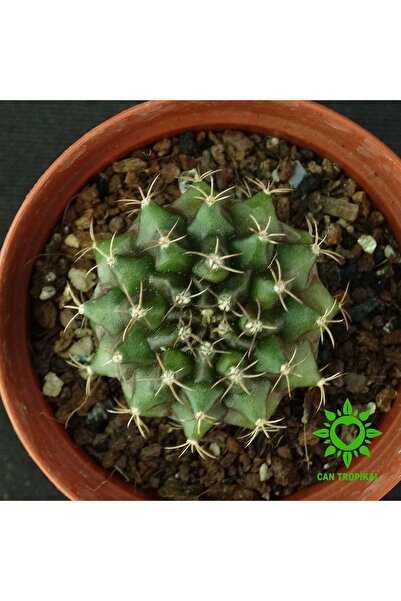 cantropikal Gymnocalycium Mihanovichii - Yeşil Renk - Kaktüs
