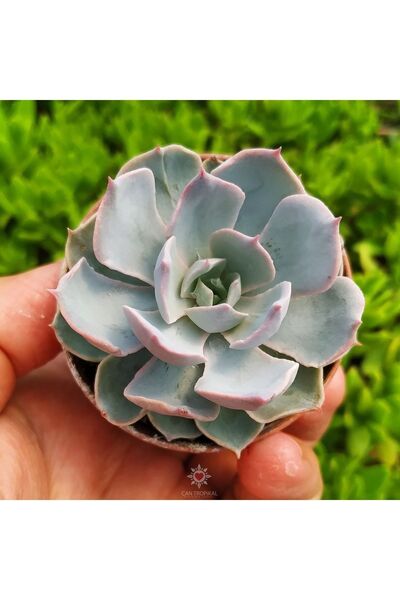cantropikal Echeveria Morning Light, Gün Işığı, Gül Formuna Benzer Sukulent