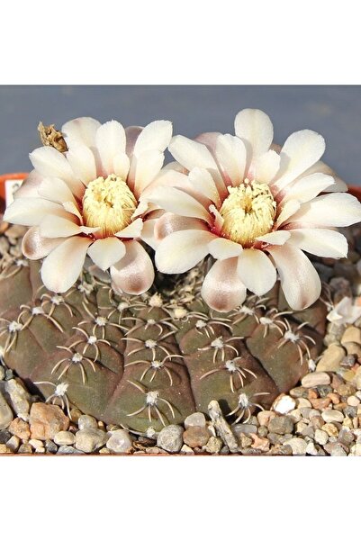 cantropikal Gymnocalycium Stellatum