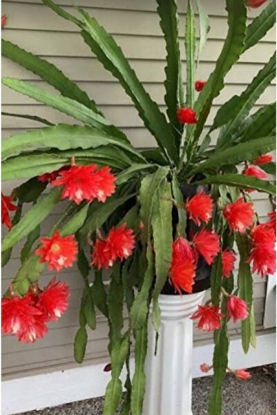 ATABEY ÇİÇEK Kırmızı Açan Atlas Kaktüs Çiçeği Epiphyllum