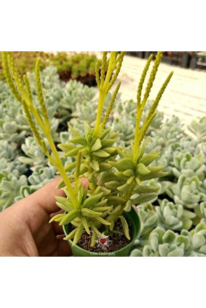 cantropikal Peperomia Dolabriformis Prayer Pepper Sarı Çiçek Açan Sukulent