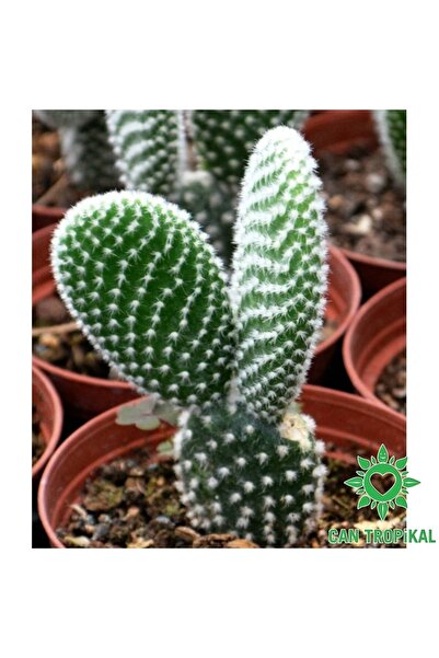 cantropikal Opuntia Microdaysys Beyaz Tavşan Kaktüs