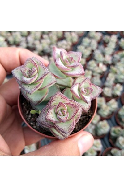 cantropikal Crassula Perforata - Çilli, Güneşte Kızarır - Sukulent