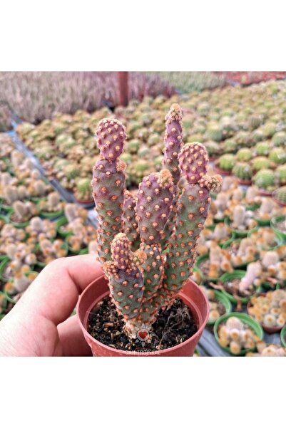 cantropikal Opuntia Microdasys Rufida Minima Tam Güneşte Morlaşan Kaktüs