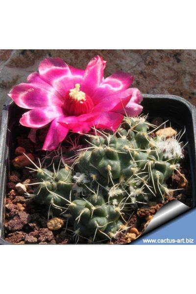 cantropikal Puna Incahuasi, Koyu Pembe, Kırmızı Çiçek Açan Kaktüs Sukulent