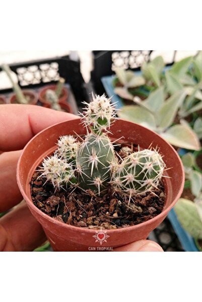 cantropikal Opuntia X - Beyaz Dikenli Kaktüs Sukulent