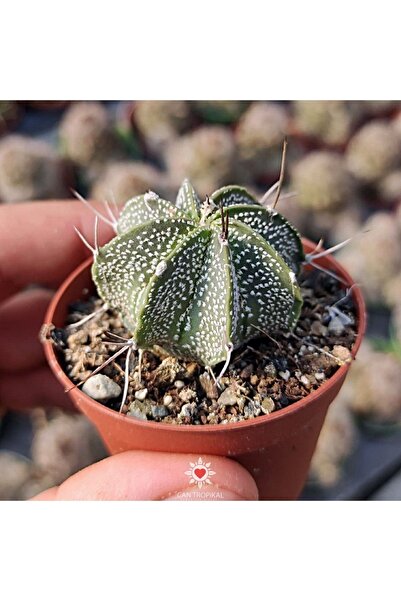 cantropikal Astrophytum Capricorne Niveum, Sarı Çiçek Açan Kaktüs Sukulent