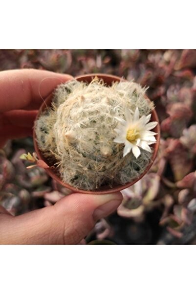 cantropikal Mammillaria Plumosa Bolyavrulu Beyaz Çiçek Açan Kaktüs