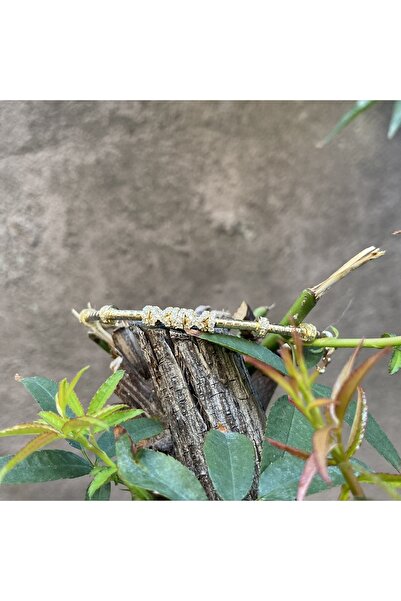 DİLEK KUYUMCULUK Altın kelepçe