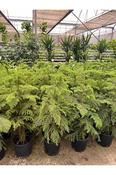 denizingarden AROKARYA araucaria salon çamı