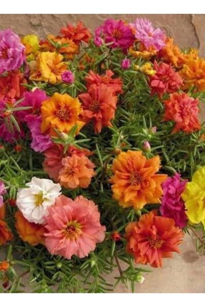 Farmer Life Karışık İpek Şellaki (Kedi Tırnağı) Çiçeği Fidesi 6 Adet