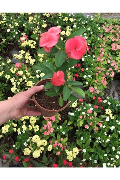 CRN TARIM Dikenler Tacı Çiçekli Ithal Tayland Milli