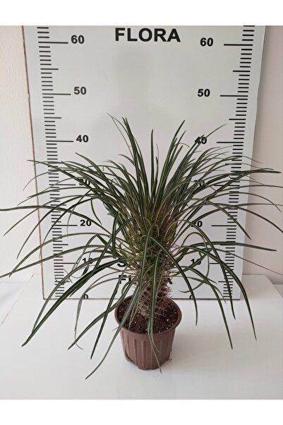 SAHRAFLORA Madagaskar Palmiyesi