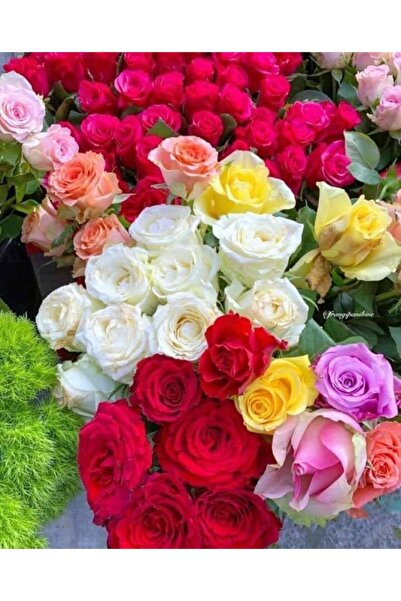 Hınzır Açık Kök Karışık Renk Gül Fidanı