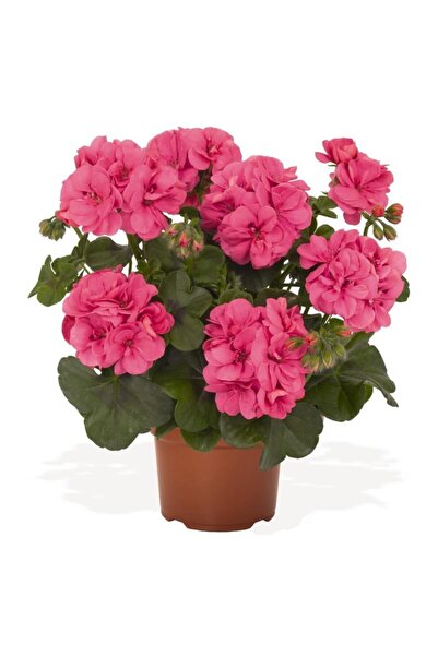 LOBELYA TOHUMCULUK Açık Pembe Renkli Sardunya Çiçek Fidanı Saksılı