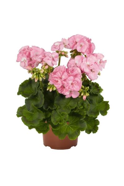 LOBELYA TOHUMCULUK Pudra Renkli Sardunya Çiçek Fidanı Saksılı