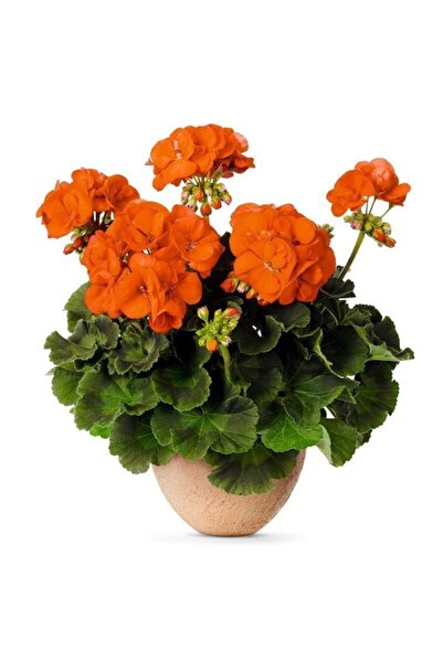 LOBELYA TOHUMCULUK Turuncu Renkli Sakız Sardunya Çiçek Fidanı Saksılı