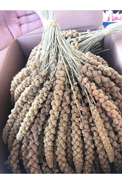 Doğal Sarı Dal Darı Protein Deposu Organik Kuş Yemi ( 5 Kg )