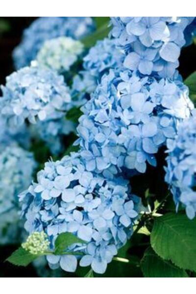 GARDENYA TOHUMCULUK Aşılı Blue Bird Ortanca Fidanı 20-40 Cm (tüplü)