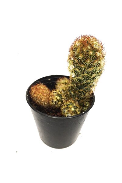 LEVANT Mamillaria Elagonta Kaktüs Yeni Seri
